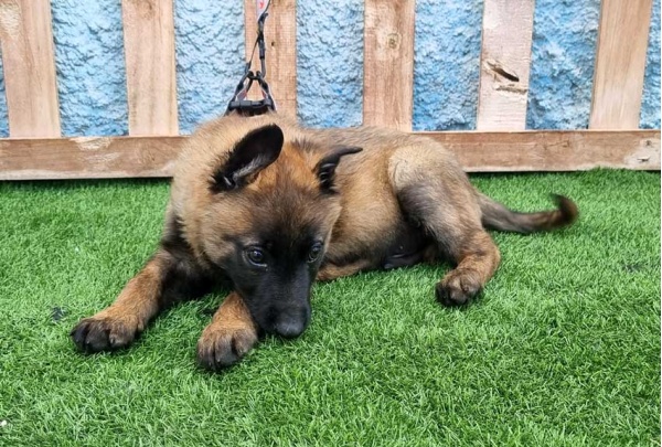 --malinois-164_3