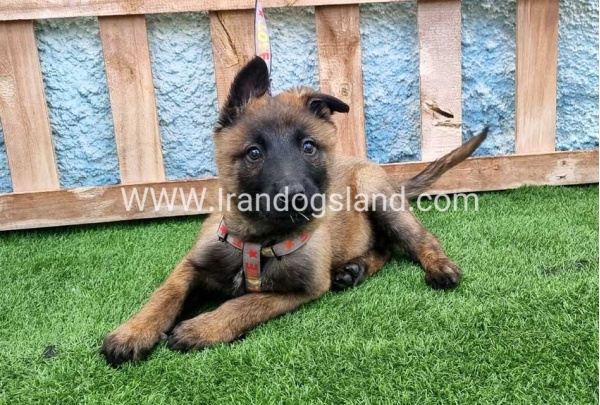 --malinois-164_4