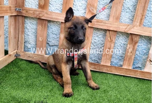 --malinois-164_5