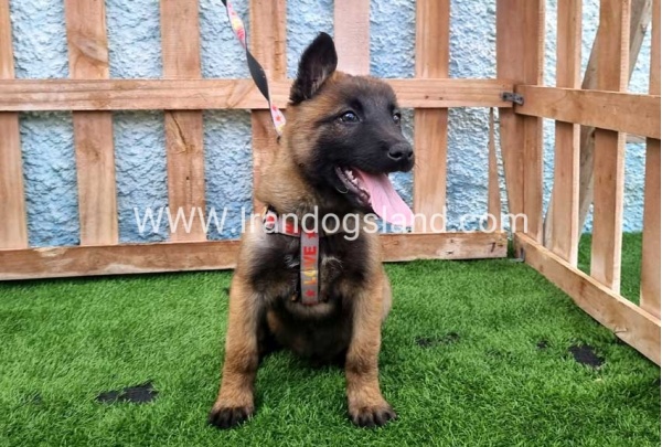 --malinois-164_6