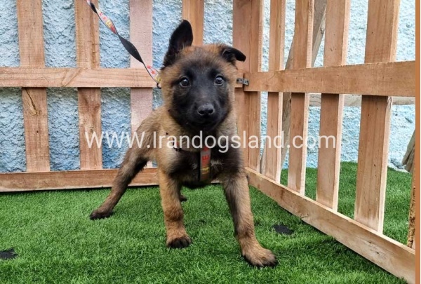 --malinois-164_7