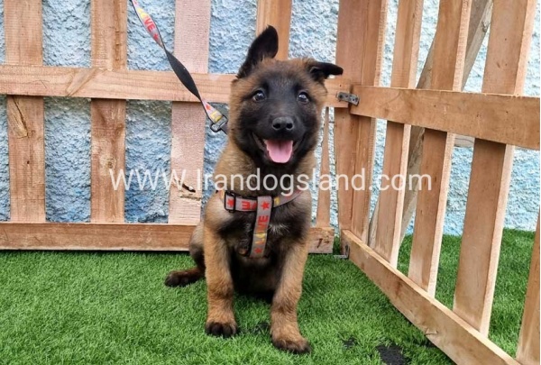 --malinois-164_8