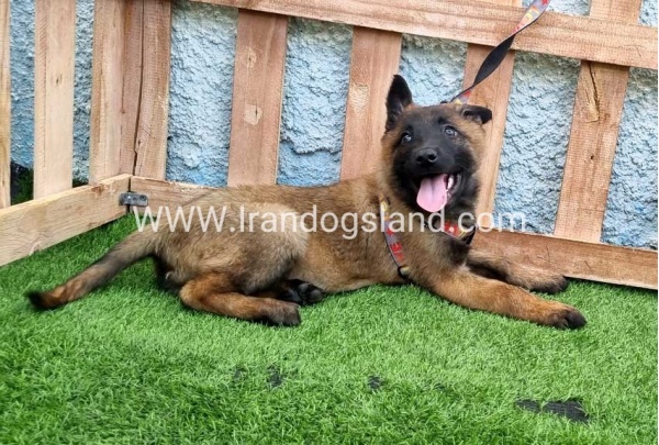 --malinois-164_9