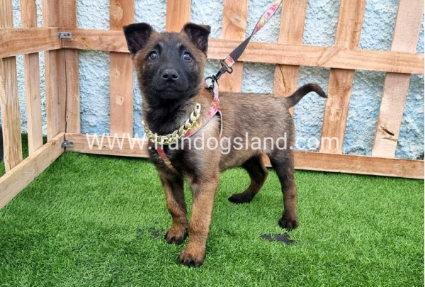 --malinois-165_1