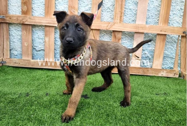 --malinois-165_10