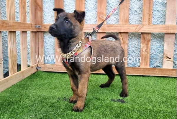 --malinois-165_11