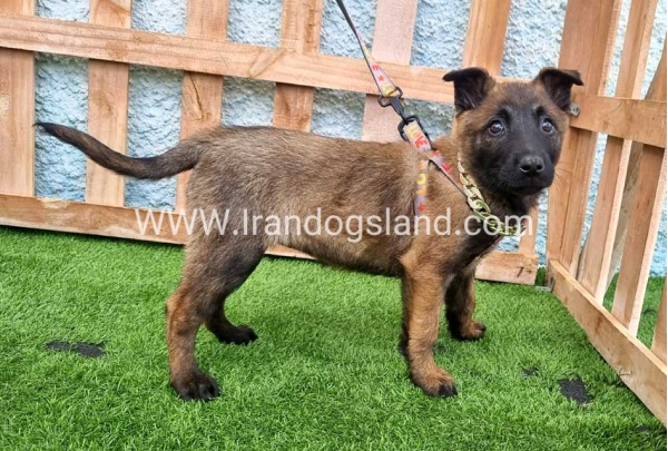 --malinois-165_3
