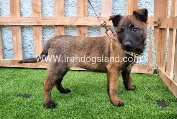 --malinois-165_4