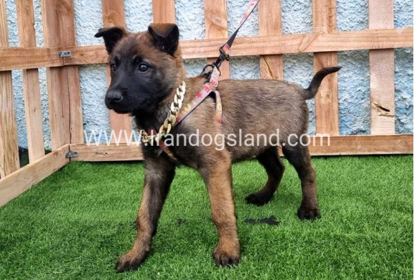 --malinois-165_5