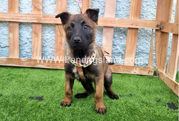 --malinois-165_7