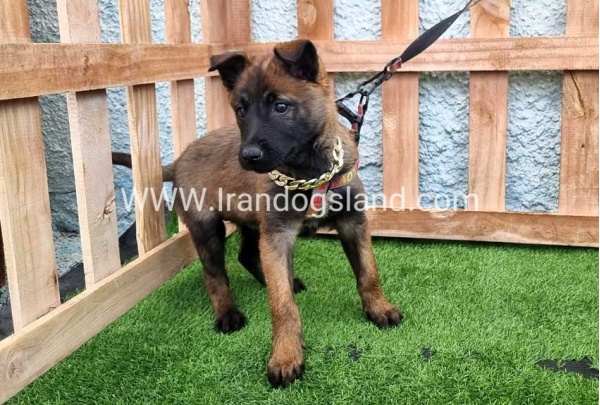 --malinois-165_8