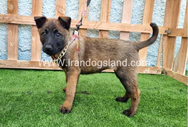 --malinois-165_9