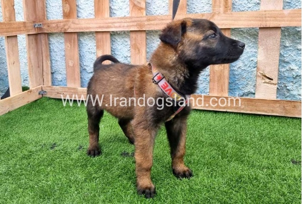 --malinois-166_1