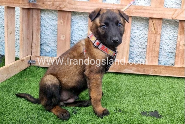 --malinois-166_2