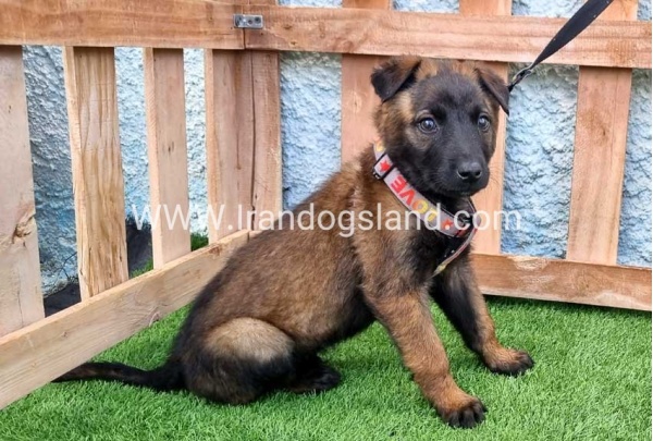 --malinois-166_3