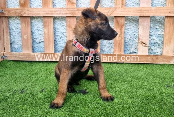--malinois-166_4