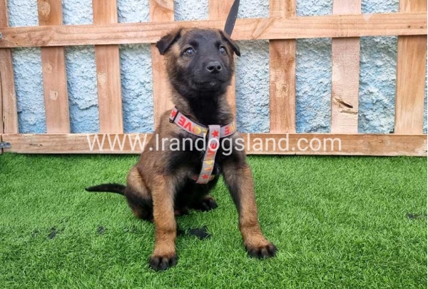 --malinois-166_5