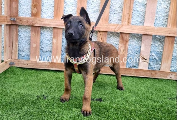 --malinois-167_1