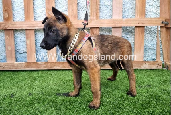--malinois-167_3
