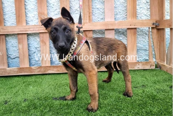 --malinois-167_4