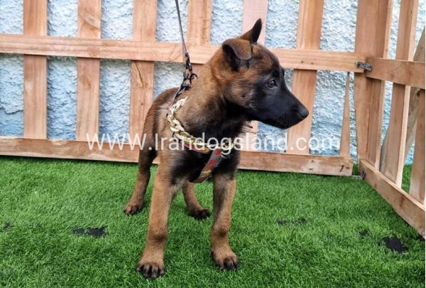 --malinois-167_5