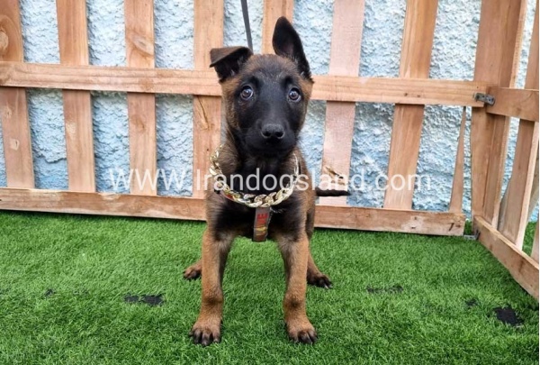 --malinois-167_6