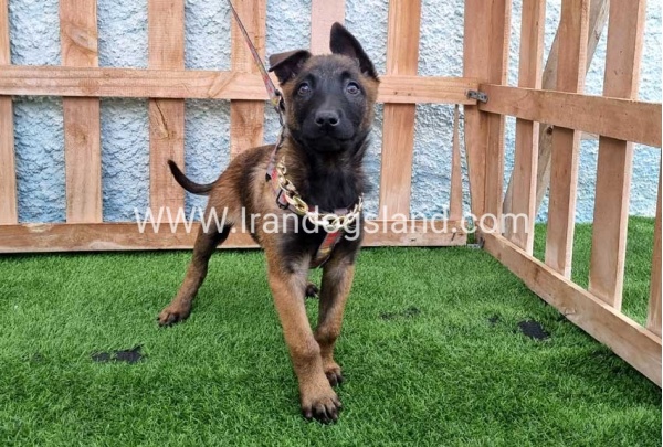 --malinois-167_7