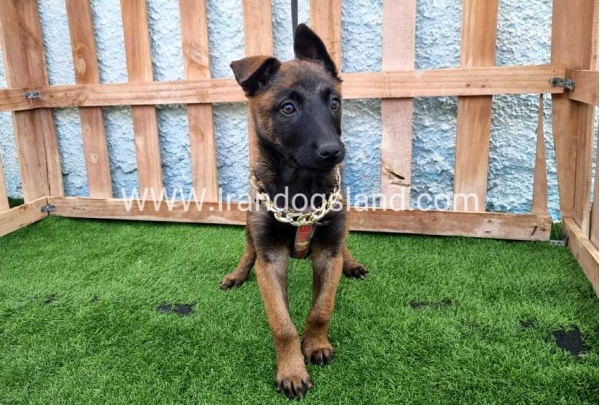 --malinois-167_8