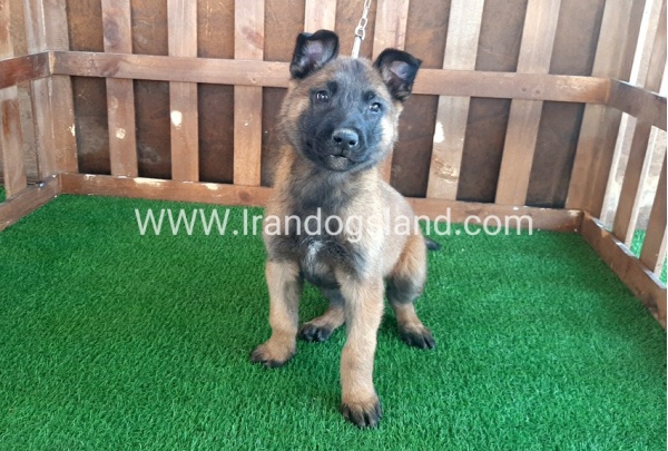 --malinois-16_1