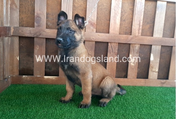 --malinois-16_10