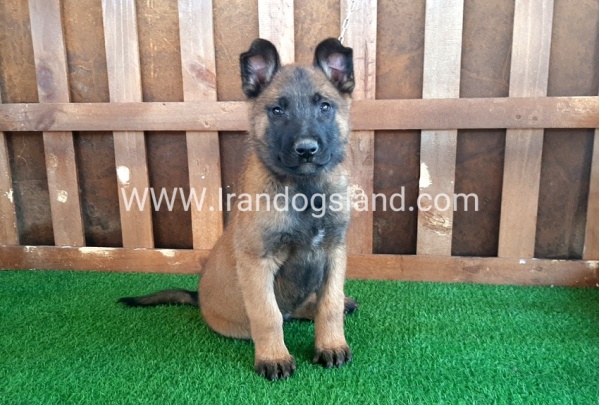 --malinois-16_11