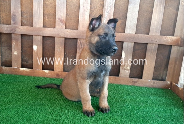 --malinois-16_12