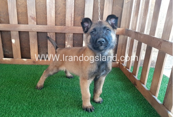 --malinois-16_2