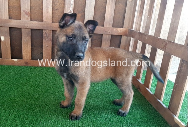 --malinois-16_3