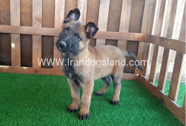 --malinois-16_4