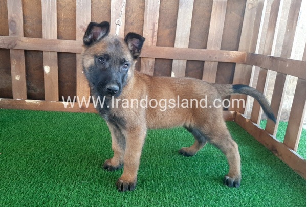 --malinois-16_5