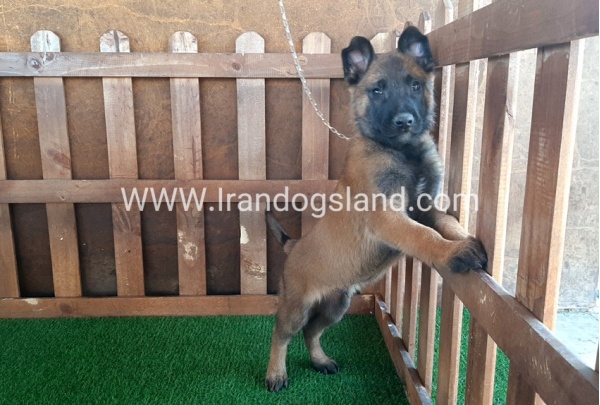 --malinois-16_6