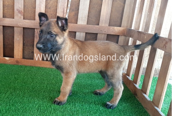 --malinois-16_7
