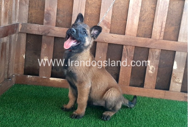 --malinois-16_8