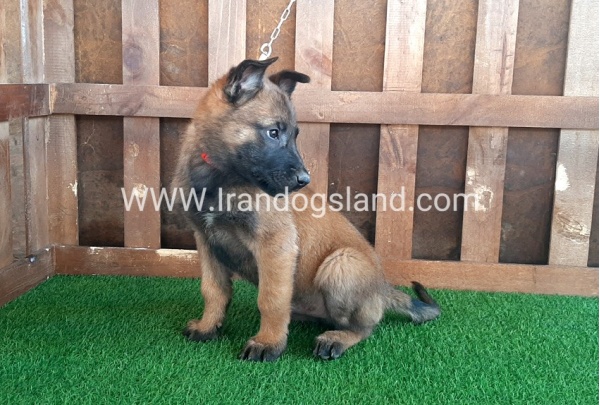 --malinois-16_9