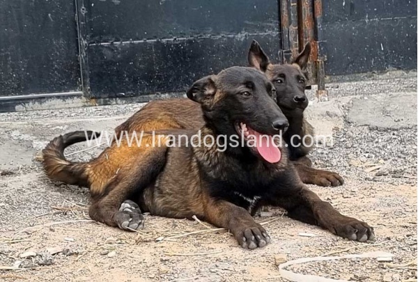 --malinois-171_1
