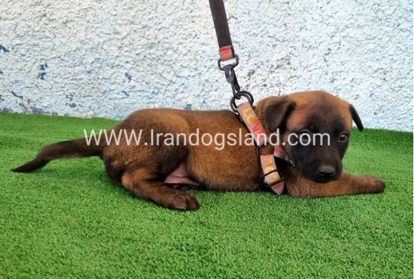 --malinois-171_10