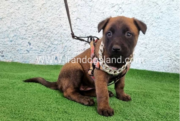 --malinois-171_11