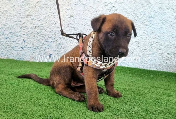 --malinois-171_12