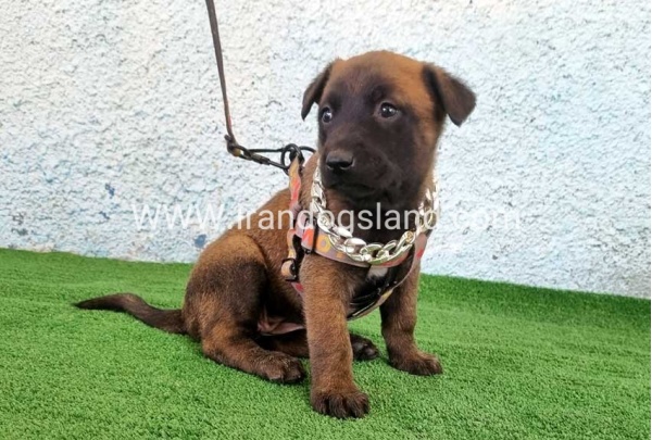 --malinois-171_13