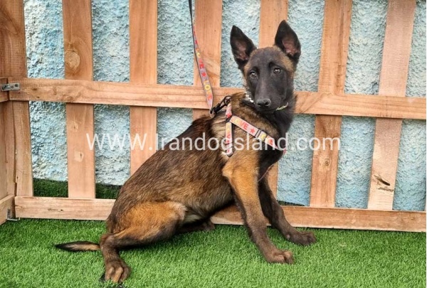 --malinois-171_2