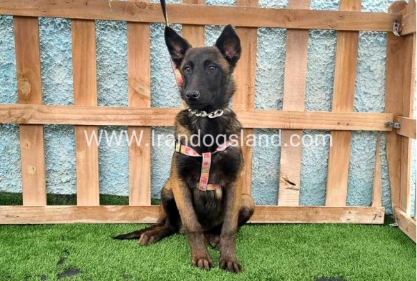 --malinois-171_3