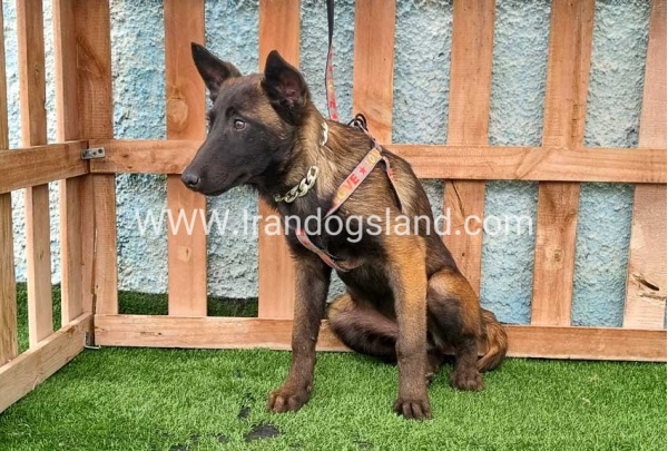 --malinois-171_4
