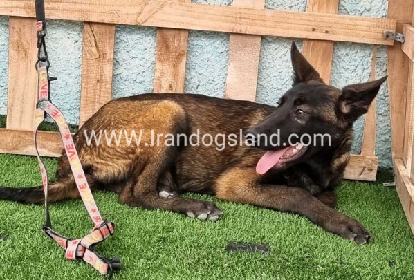 --malinois-171_5