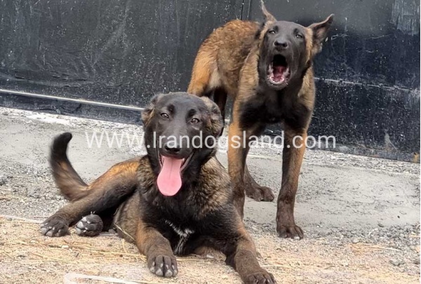 --malinois-171_6